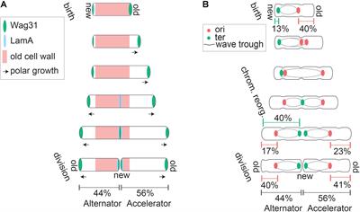 Stable Regulation of Cell Cycle Events in Mycobacteria: Insights From Inherently Heterogeneous Bacterial Populations